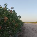 تصویر باغ پسته در شرایط آب‌وهوایی خشک با درختان پسته در حال رشد