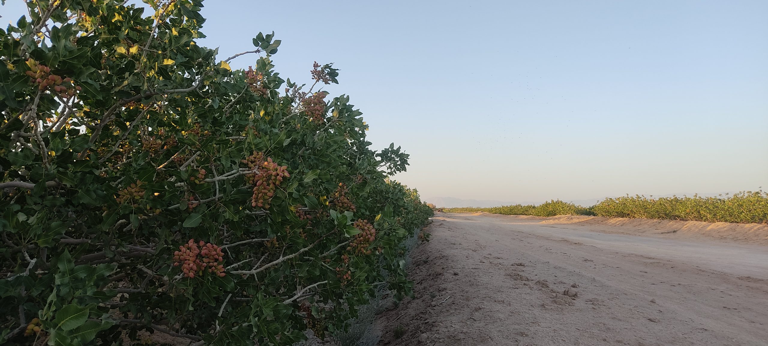 تصویر باغ پسته در شرایط آب‌وهوایی خشک با درختان پسته در حال رشد