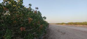 زمان مناسب برداشت پسته برای جلوگیری از آفات و افزایش کیفیت